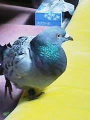 鳩のぽっぽちゃん うかぶつき