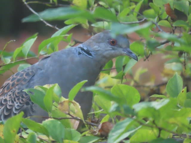 キジバト（雉鳩）