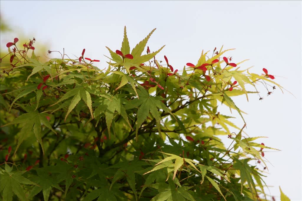 もみじの赤ちゃんとカメムシ 写真遊覧旅行紀