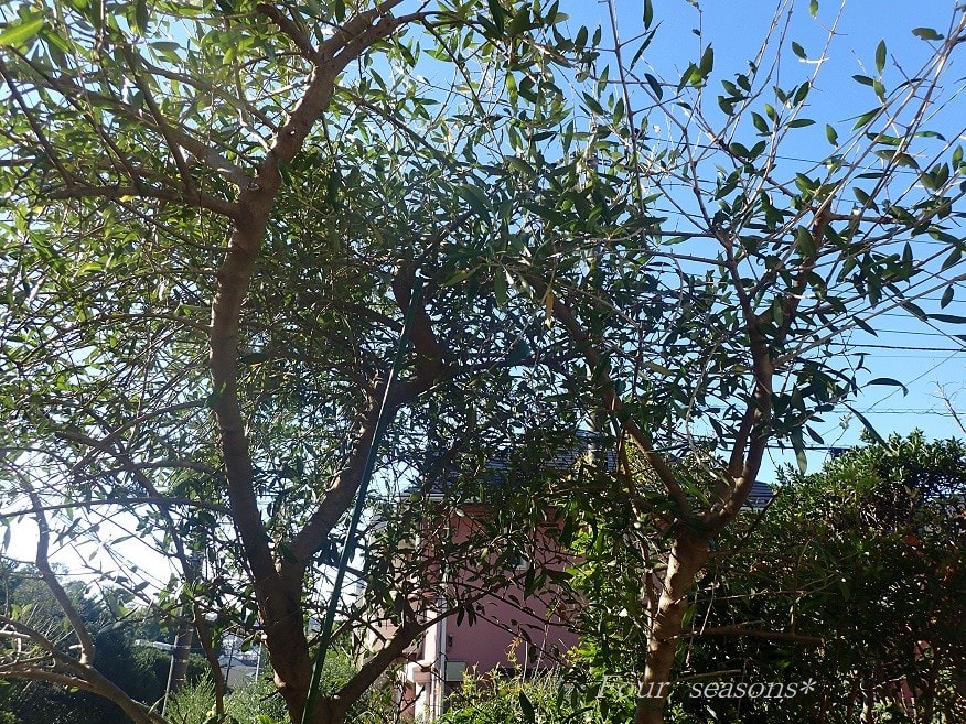 オリーブの木に巣食う害虫 オリーブアナアキゾウムシ 新生フォ シーズン
