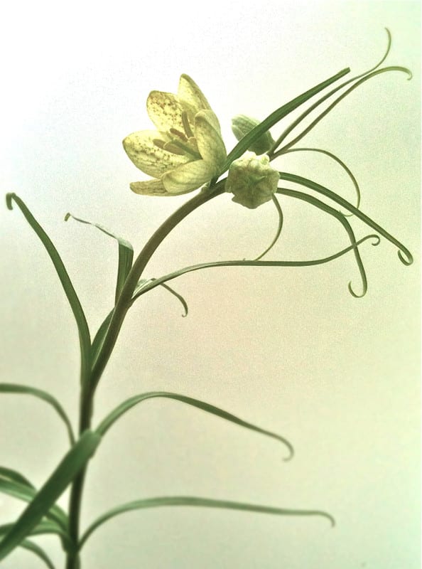 貝母ゆり 語りかける花たち 貝母ゆり 語りかける花たち