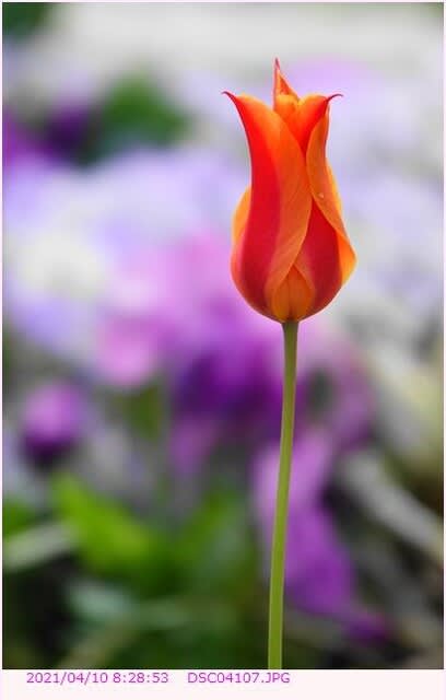 チューリップ バレリーナ 花の写真