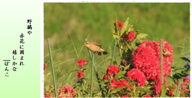のびたきや 赤花に囲まれ 嬉しかな Lucky Photo 俳句と野鳥 のびたきや 赤花に囲まれ 嬉しかな Lucky Photo 俳句と野鳥