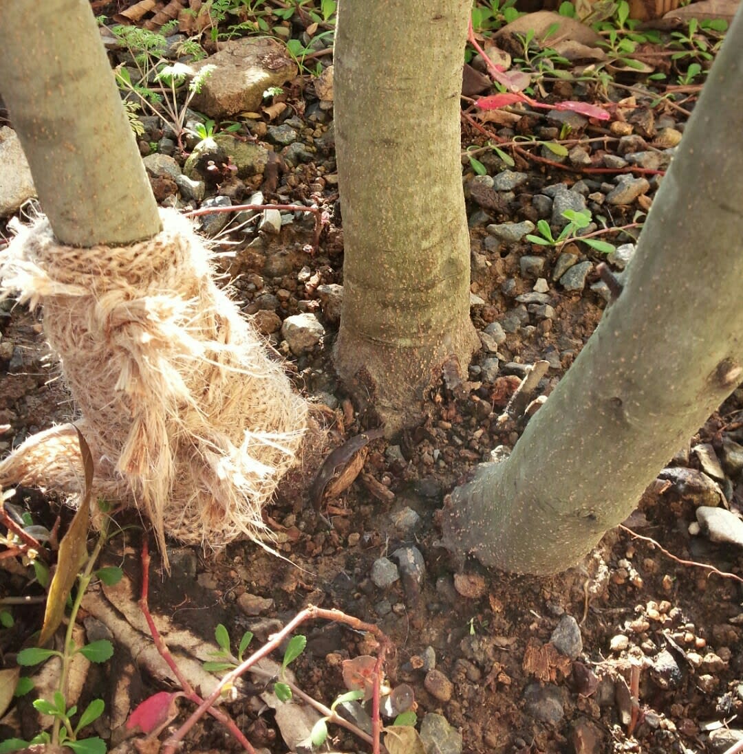 シラカシ 癌腫病 雑木と宿根草とクレマチスの小さな庭づくり
