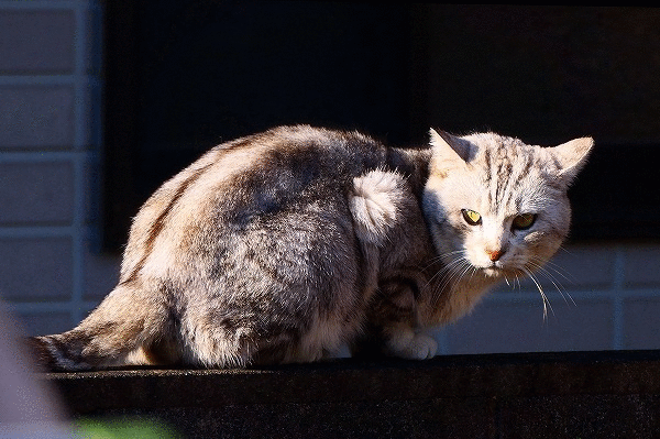 塀の上の猫 今年も同じ花 なんでもかんでも手帳 塀の上の猫 今年も同じ花 なんでもかんでも手帳