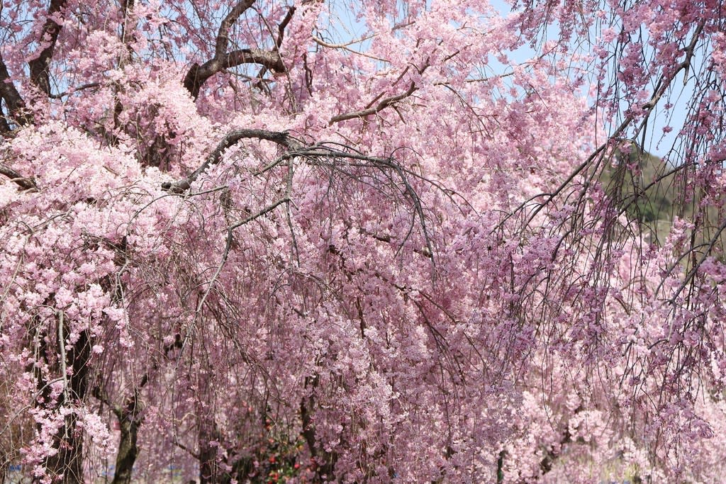 桜の季節となり東谷山紅しだれ桜を撮って来ました 快談爺流離日記