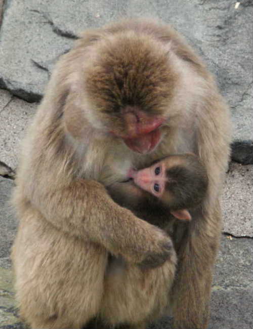 城山動物園 サルの親子とヤクシカ 気ままなｚｏｏ