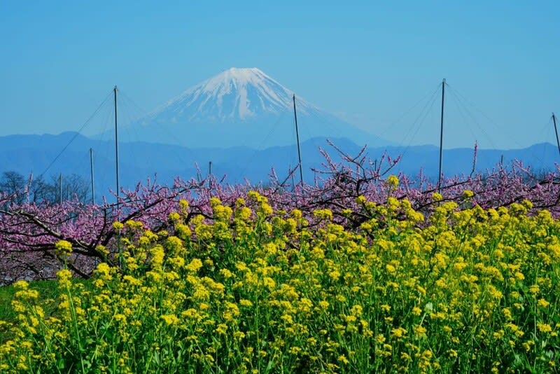 新府桃源郷の桃の花 その４（山梨県韮崎市 2024.4.10撮影） - 四季優彩 Annex