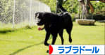 にほんブログ村 犬ブログ ラブラドールへ