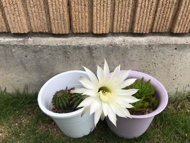 サボテンの白い花 おとも庵 記録帳 サボテンの白い花 おとも庵 記録帳