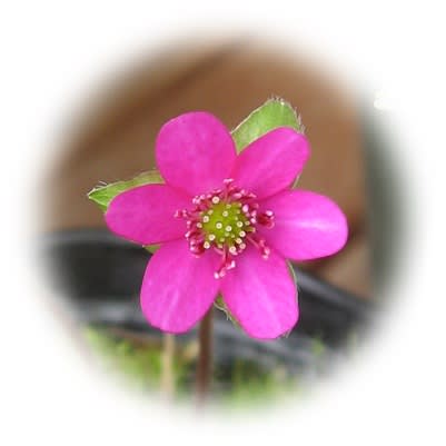 ラブリー♪ 雪割草の花 ラブリー♪ 雪割草の花