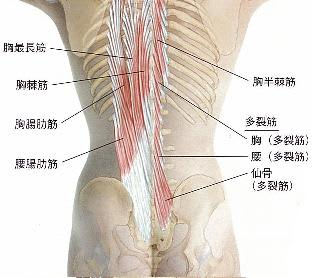 鼠蹊部のしこりがあり 触ると痛い 筋腱鍼の妙味 ハリックの診断即治療 虹彩と Kenさんの経済学 スケッチ 鼠蹊部のしこりがあり 触ると痛い 筋腱鍼の妙味 ハリックの診断即治療 虹彩と Kenさんの経済学 スケッチ