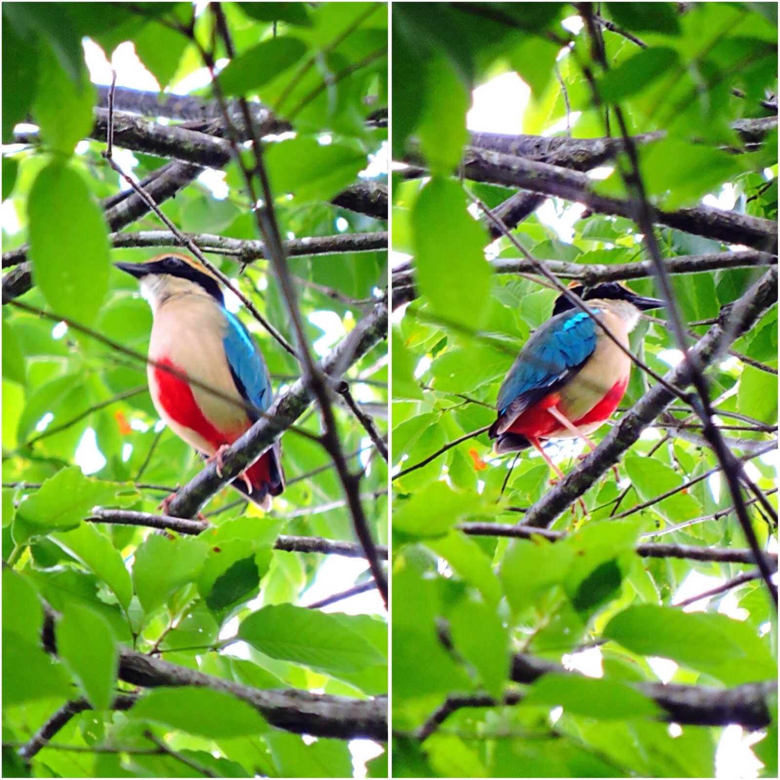 野鳥散策 野鳥散策