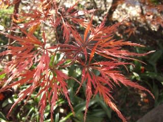 紅枝垂 ベニシダレ のモミジ 手向山 タムケヤマ は 黄色から濃い紅色に葉色を変えます 杜のお遊びライフ
