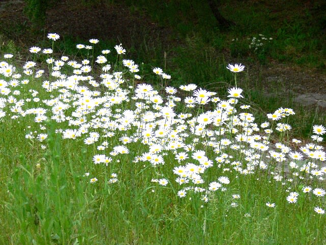 川の土手には真っ白いマーガレットの花が優しく迎えてくれる