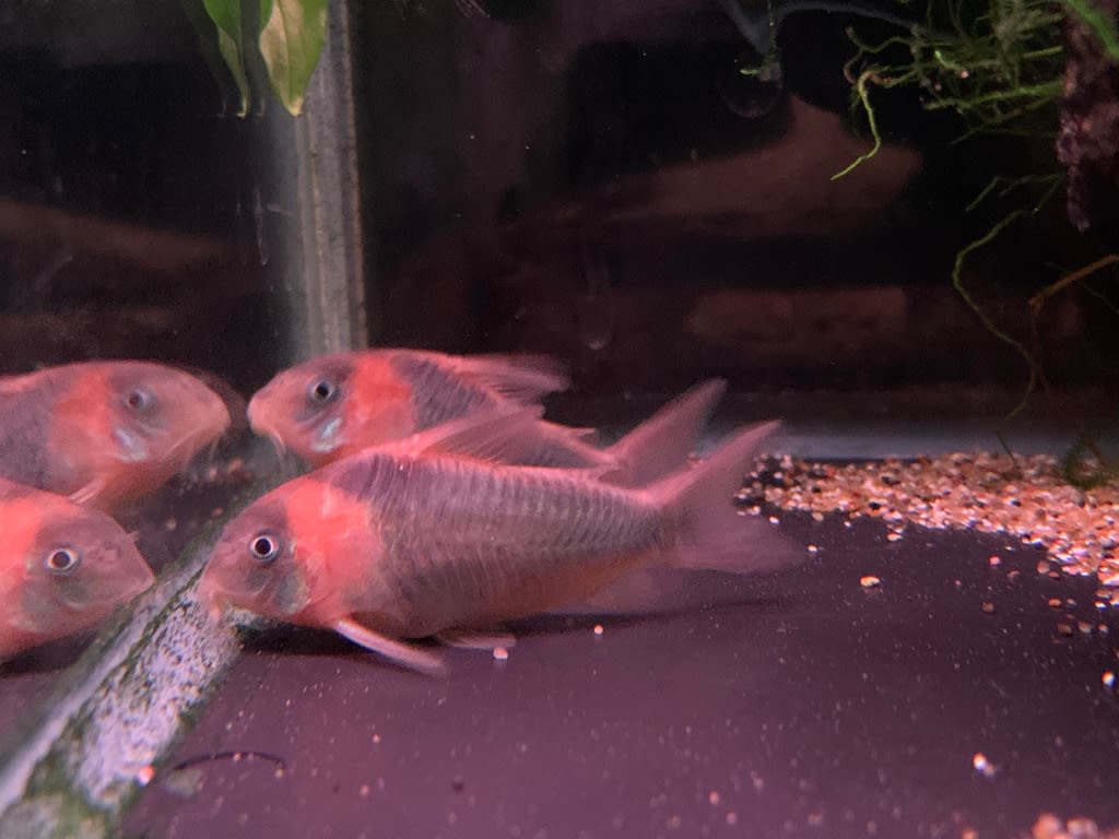 19年12月のブログ記事一覧 熱帯魚 マーメイド 19年12月のブログ記事一覧 熱帯魚 マーメイド