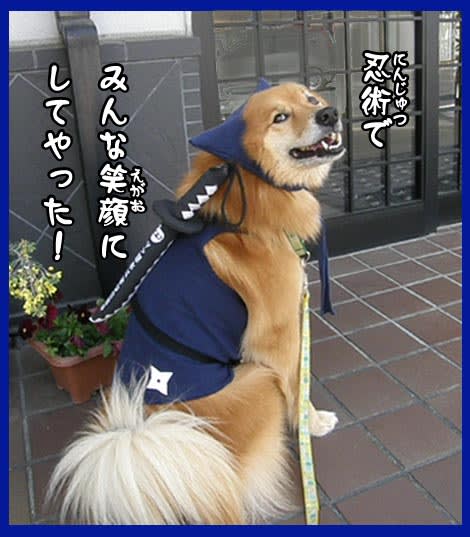 忍者犬 風 が伊賀に 現れた 雑種犬 風 ふう のひとりごと