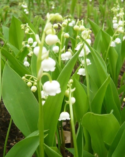 今年のスズラン原っぱ カラマツの下の花畑 今年のスズラン原っぱ カラマツの下の花畑