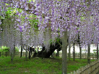 クリックしますと玉敷公園の藤