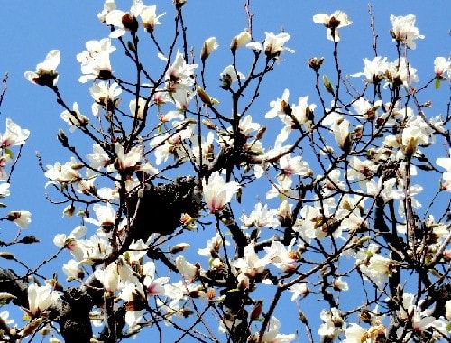 春の花木 ４ 辛夷 白木蓮 満作 土佐水木 赤花三椏 他 花と徒然なるままに