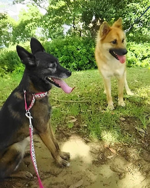 誰やのん 頭ポンポン 叩くのは 雑種犬 風 ふう のひとりごと