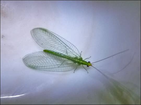 この虫は カゲロウ 私の７０代