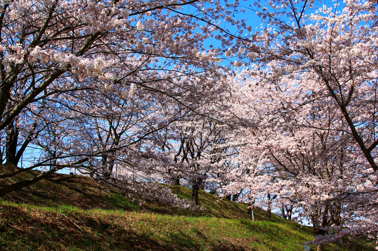 桜風景 紅屋峠千本桜 福島県伊達市 福島の四季写真