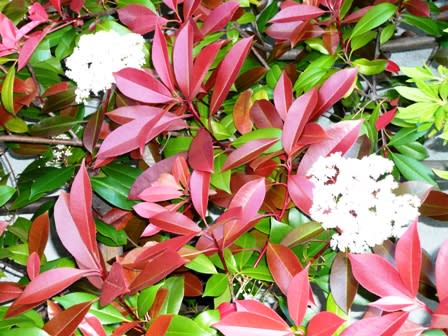 ベニカナメモチに花 カラマツの下の花畑 ベニカナメモチに花 カラマツの下の花畑