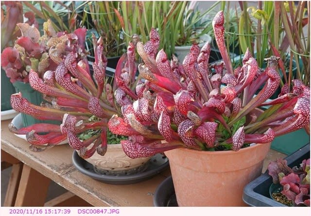 サラセニア 大紫 l 滋賀で楽しむ食虫植物 2
