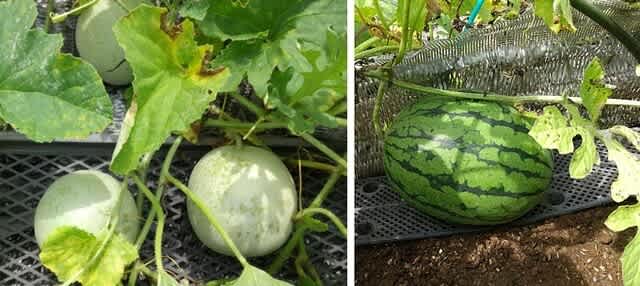 野菜を育てる のブログ記事一覧 お気楽 Oh My Way 野菜を育てる のブログ記事一覧 お気楽 Oh My Way