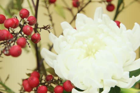 キク 日本を代表する秋の花は12月1日の誕生花 Aiグッチ のつぶやき