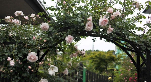 半日蔭のバラ ニュードーン シュバリースホープ 四季彩ガーデンにようこそ
