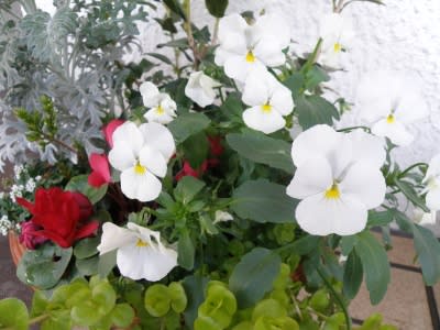 寄せ植え鉢の白いパンジー ｎｉｗａ ｎｉｈａ ｈａｎａ 庭には花