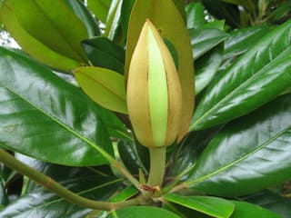 泰山木の花 たいさんぼくのはな 季 初夏 しをり戸