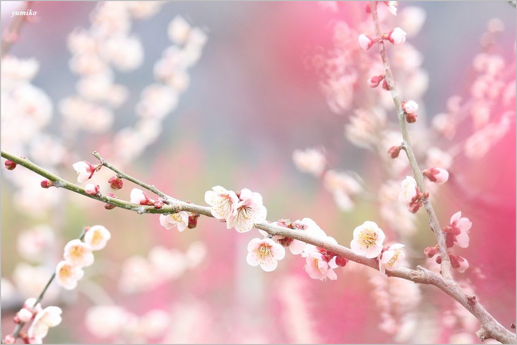 赤と白の梅の花 ふんわか花々 Yuminの窓辺の景色より