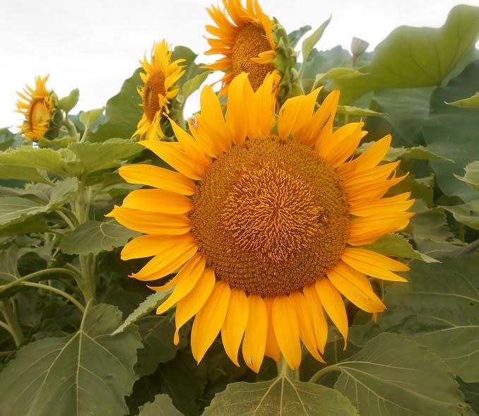 ひまわり 庭の花 今日の１枚