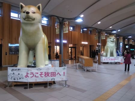 秋田犬バルーン増備 広く浅く