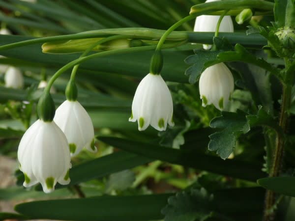 スノーフレーク 春にゆきを降らせるかのように咲く花は1月28日の誕生花 Aiグッチ のつぶやき