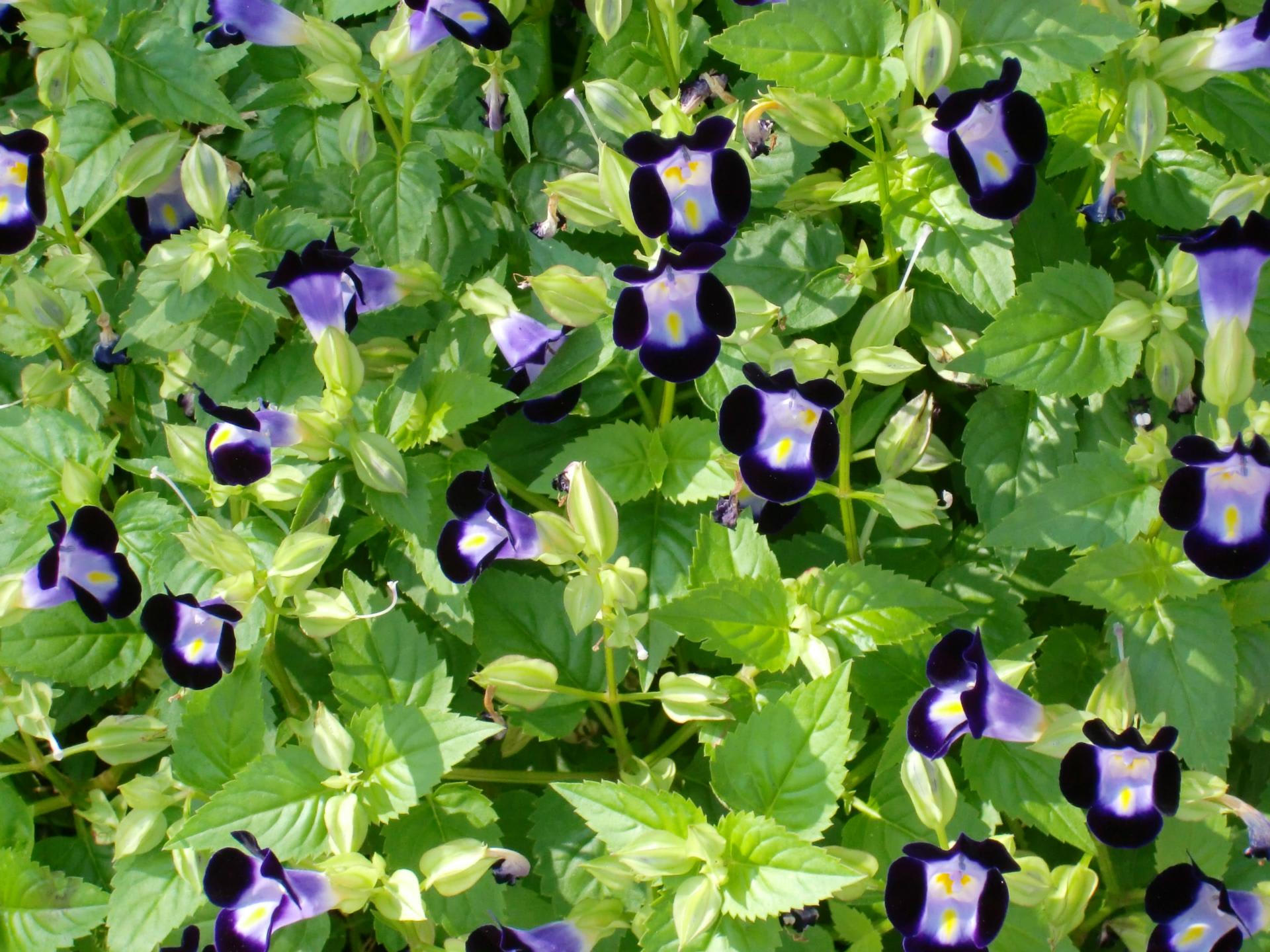 トレニアの花 住吉町のチャイ