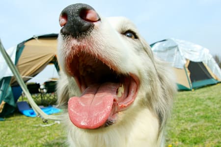 bordercollie_ボーダーコリー