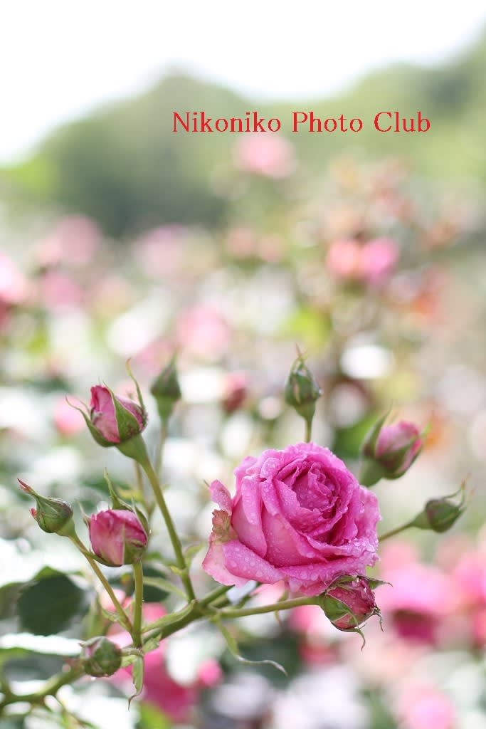 グリーンパークの薔薇 背景を脇役 ニコニコ写真クラブです