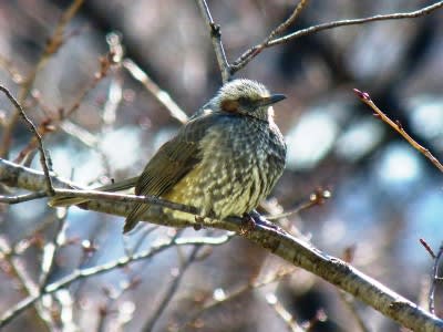 庭に来る鳥 ヒヨドリ ジョウビタキ メジロ スズメ 翡翠庵閑話