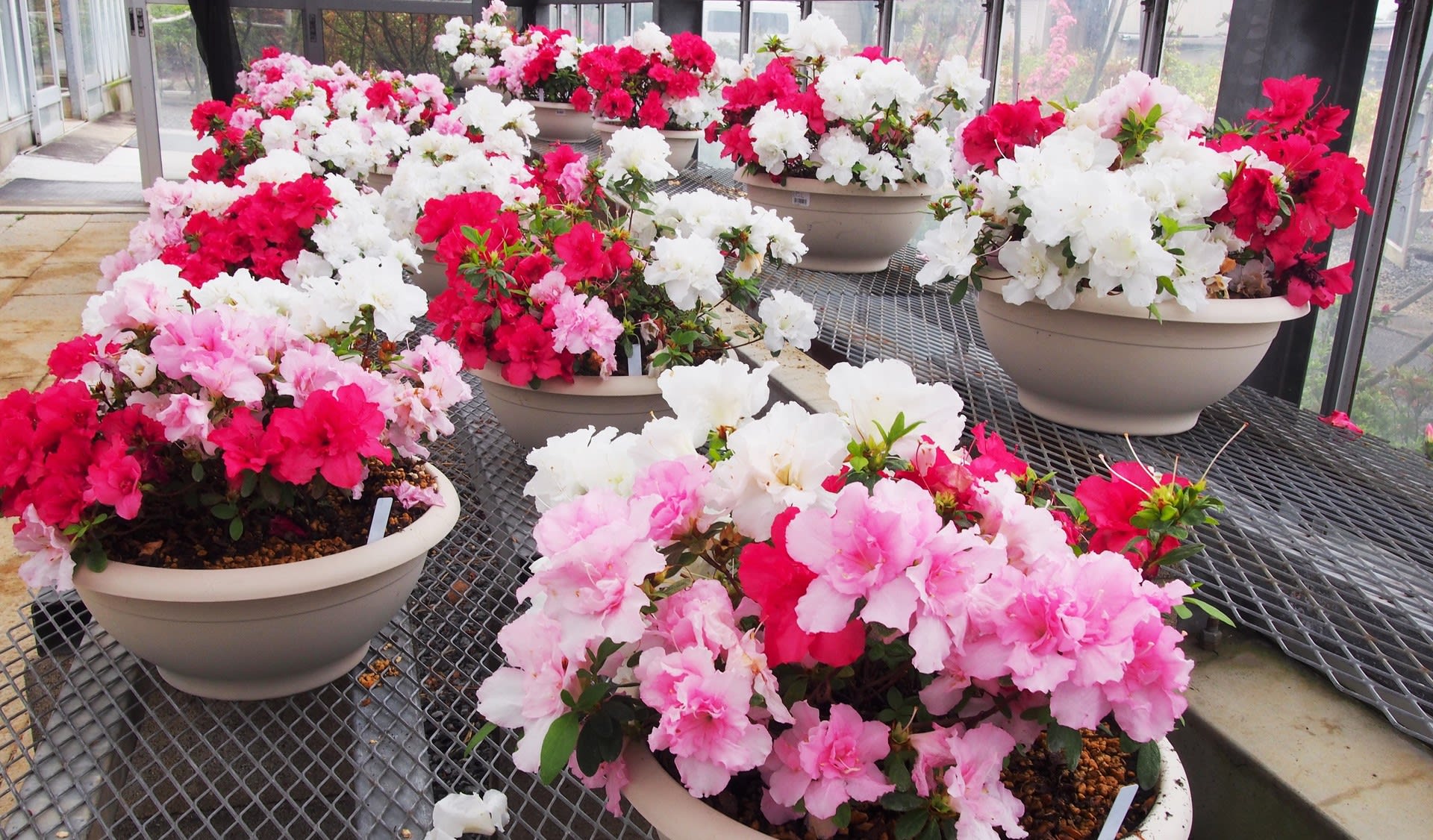 世界つつじセンターから 下 アザレアの花 田園都市の風景から