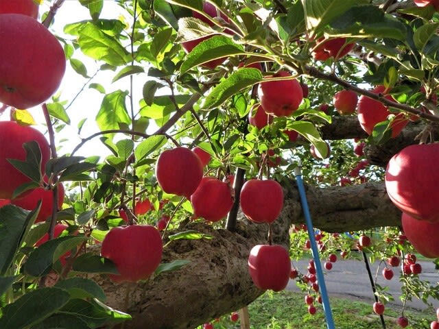 スターキングの収穫 青森県津軽りんご通販 ヤマサンりんご園 ブログ