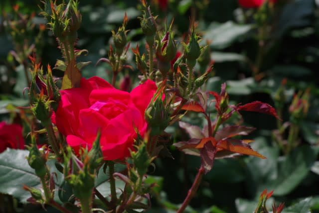 バラ 赤 バラの中のバラは12月5日の誕生花 Aiグッチ のつぶやき