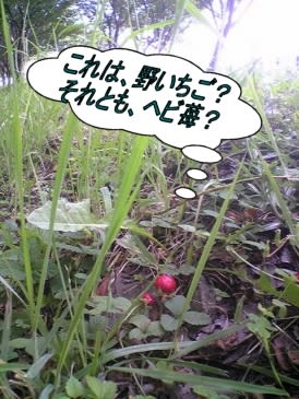 ヘビ苺と 野いちご いげのやま美化クラブ