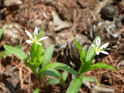 高ボッチ高原・鉢伏山で最近咲いている花　ヒゲネワチガイソウ（髭根輪違草）