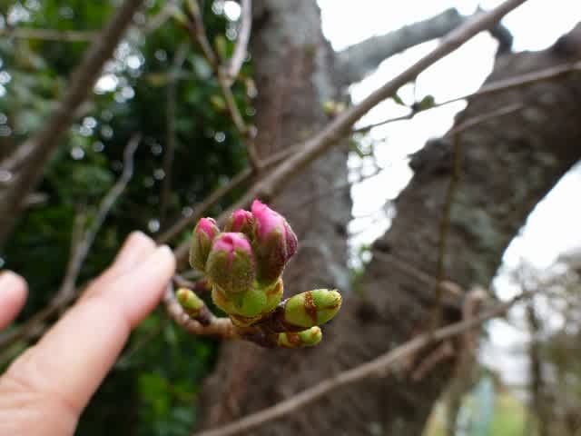 今年のちび桜 おしゃべりな庭 静かな庭