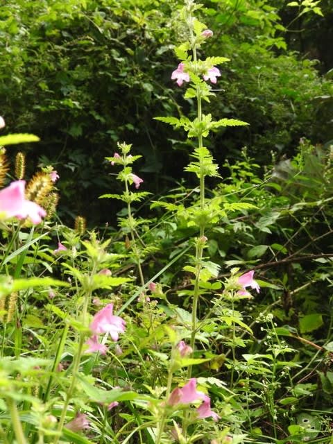 高ボッチ高原・鉢伏山で最近咲いている花　コシオガマ（小塩竈）