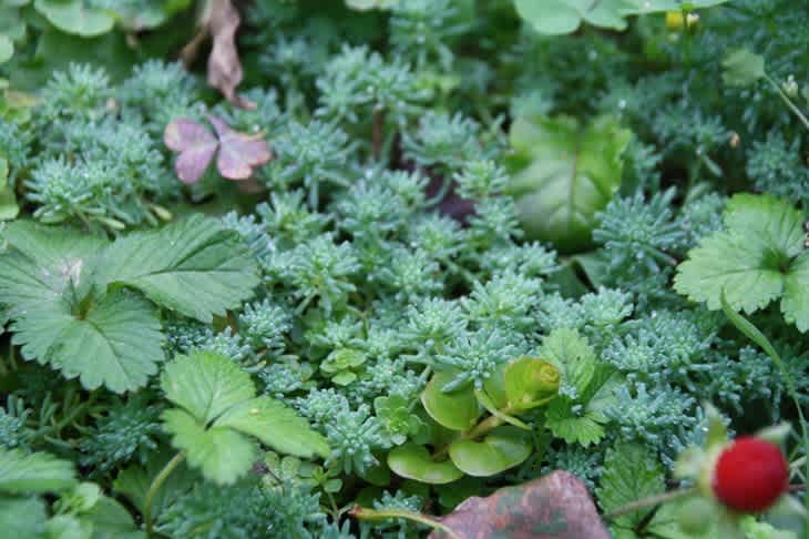 セダムの住む庭 M S Small Garden Milky Mamaの小さな庭 セダムの住む庭 M S Small Garden Milky Mamaの小さな庭